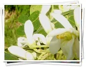 Суперпродукт морінгу суперпродукт