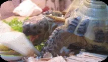 середньоазіатська