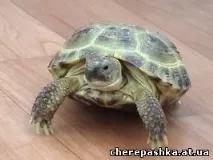 зростання