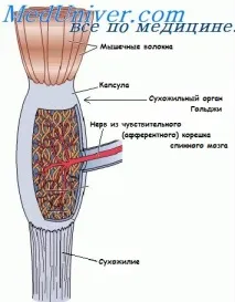Сухожильний рефлекс Гольджі рефлекс