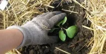 Температура розсади баклажан яку витримують, за якої висаджувати баклажан