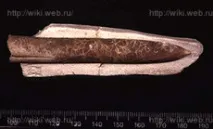 Типи безпеки копалин рослин