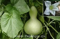 Гарбуз-горлянка у фен-шуй – це символздоров’я та життєвої сили гарбуз-горлянка