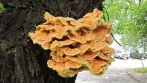 polypore