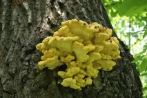 polypore