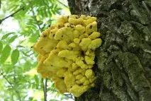 polypore