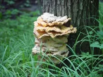 laetiporus