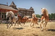 У Стародавньому Києві покажуть 20 історичних порід коней - Культура на києві