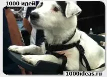 Велосипедне сідло для перевезення собак велосипедне