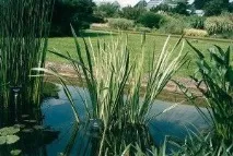 Вибираємо рослини для водойм водні, плаваючі, прибережні рослини