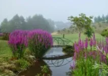 Вибираємо рослини для водойм водні, плаваючі, прибережні вибираємо