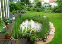Вибираємо рослини для водойм водні, плаваючі, прибережні водойм