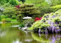 Вибираємо рослини для водойм водні, плаваючі, прибережні вибираємо
