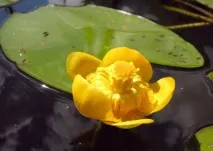 Вибираємо рослини для водойм водні, плаваючі, прибережні водойм