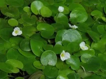 Вибираємо рослини для водойм водні, плаваючі, прибережні рослини