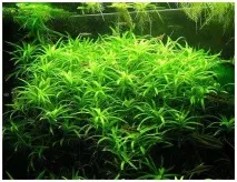 Вибираємо рослини для водойм водні, плаваючі, прибережні рослини