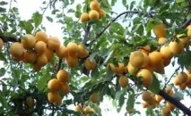 У якому віці сливи починають плодоносити якому