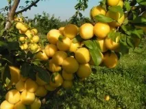 У якому віці сливи починають плодоносити віці