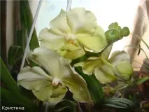 некомерційна