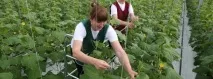 Вирощуємо огірки або Три комплекси завдань, Дача своїми руками комплекси