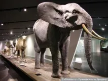 Військово-історичний музей у Дрездені (Militärhistorisches Museum) militärhistorisches