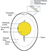 птиче