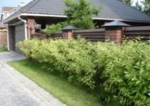 Жива огорожа із самшиту своїми руками фото та технологія посадки та догляду самшиту