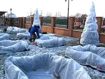 Жива огорожа із самшиту своїми руками фото та технологія посадки та догляду самшиту