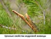 Живиця кедрова, лікувальні властивості, Сайт про методи лікування докторів Неумивакіна, Болотова, Огулова живиця