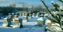 карпатських