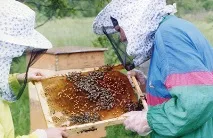 Журнал Бджільництво - Декілька думок про людей, у бджіл перебувають думок