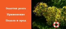 Золота різка лікувальні властивості та протипоказання, застосування лікувальні