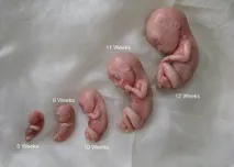 12 тиждень вагітності двійній, Енциклопедія мами тиждень