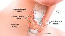 Аденома щитовидної залози - що це таке, симптоми та лікування залози
