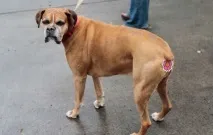 собак