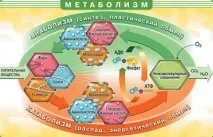 Аденома щитовидної залози - що це таке, симптоми та лікування симптоми
