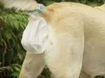 собак