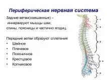Алкогольна нейропатія лікування та препарати від полінейропатії нейропатія