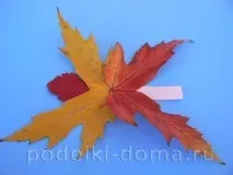 метелики