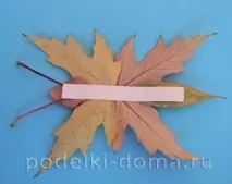 метелики