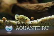 води