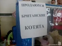 На міжнародній виставці кішок у Льодовому палаці красуються півтори сотні вусатих експонатів — ФОТО палаці
