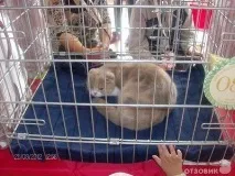 На міжнародній виставці кішок у Льодовому палаці красуються півтори сотні вусатих експонатів — ФОТО льодовому