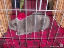 На міжнародній виставці кішок у Льодовому палаці красуються півтори сотні вусатих експонатів — ФОТО красуються