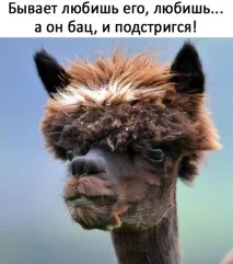 моськи