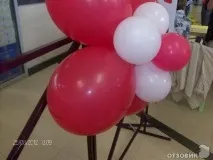 На міжнародній виставці кішок у Льодовому палаці красуються півтори сотні вусатих експонатів — ФОТО красуються