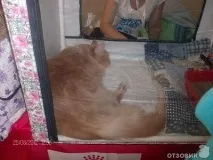 На міжнародній виставці кішок у Льодовому палаці красуються півтори сотні вусатих експонатів — ФОТО міжнародній