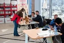 На міжнародній виставці кішок у Льодовому палаці красуються півтори сотні вусатих експонатів — ФОТО виставці