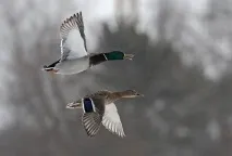 Полювання → Качка качки