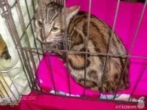 На міжнародній виставці кішок у Льодовому палаці красуються півтори сотні вусатих експонатів — ФОТО красуються